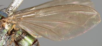 Media type: image;   Entomology 12943 Aspect: wing